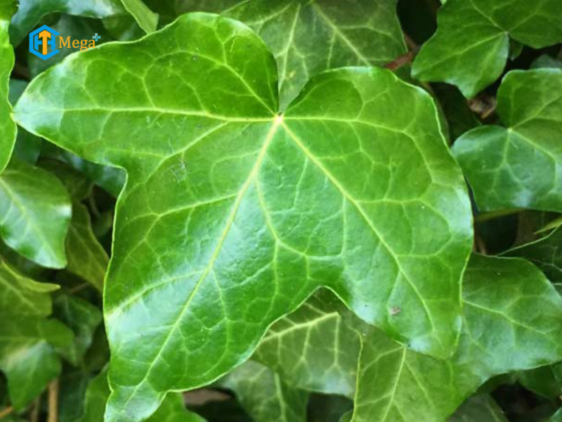 Cao lá thường xuân là gì